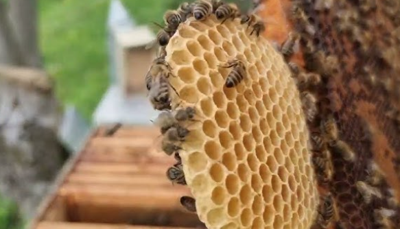 Održana redovna Skupština Udruženja pčelara „Polen“ Donji Vakuf