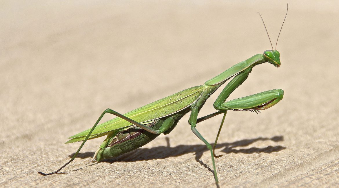 Šta znači kada se bogomoljka pojavi u vašem domu: simbolika, činjenice i stvarno značenje
