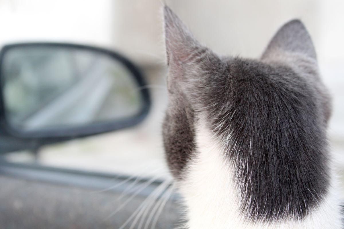 Putovanje s kućnim ljubimcem u EU: Nova pravila i obaveze