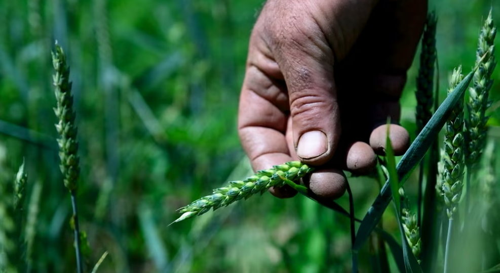 Kako globalna kriza pogađa poljoprivredu u BiH? Sjetva skuplja i do 40 odsto
